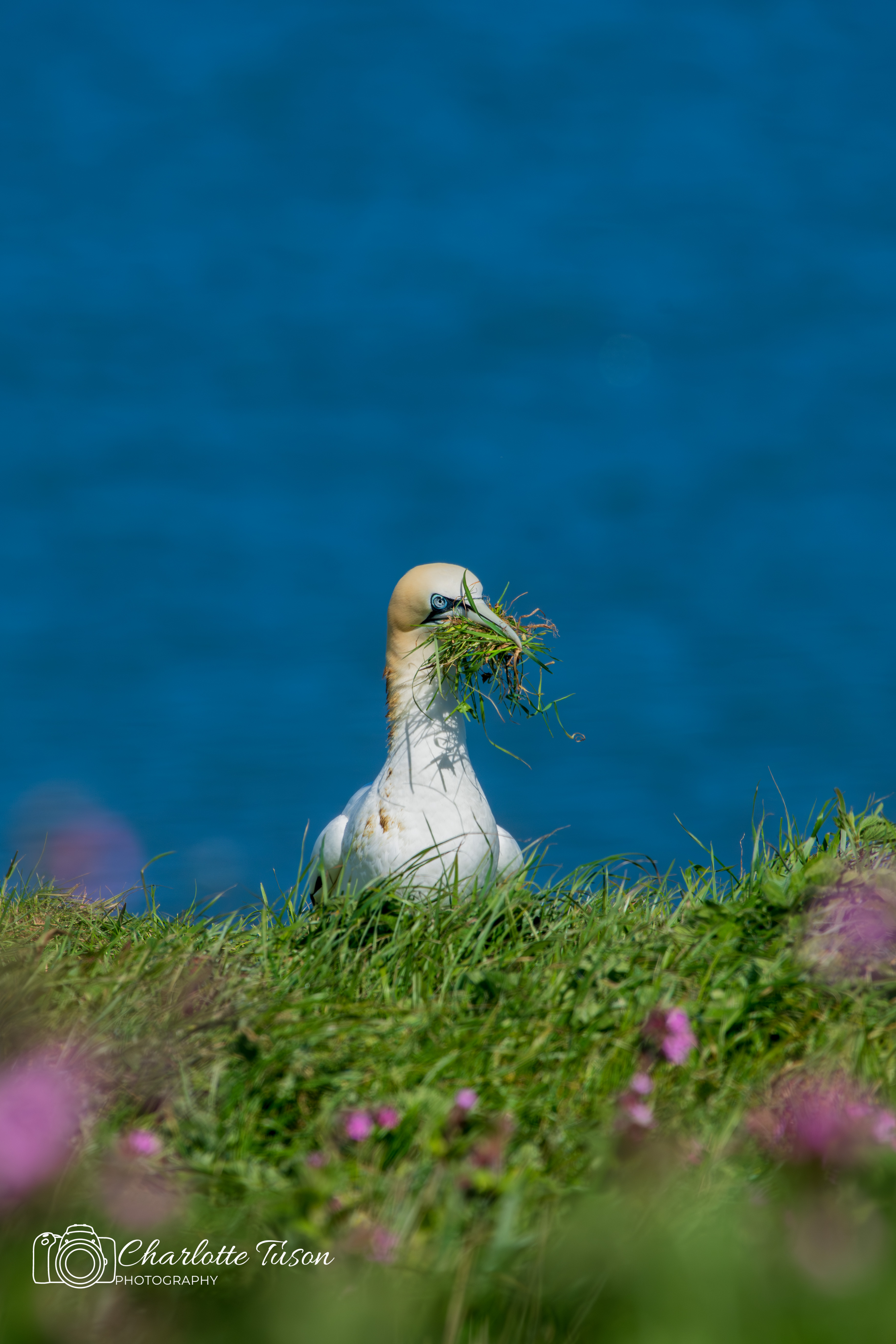 Northern Gannet