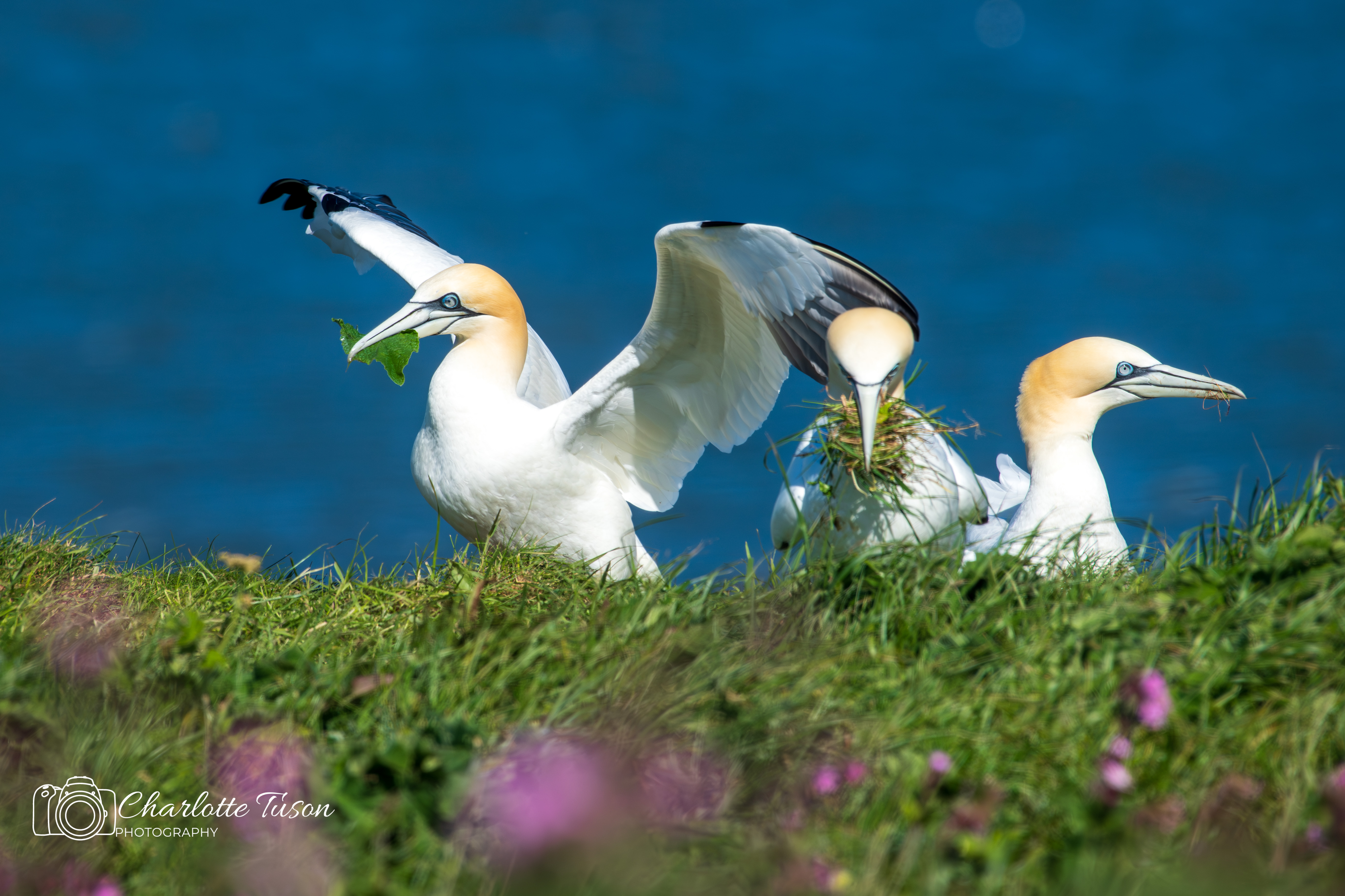 Northern Gannet