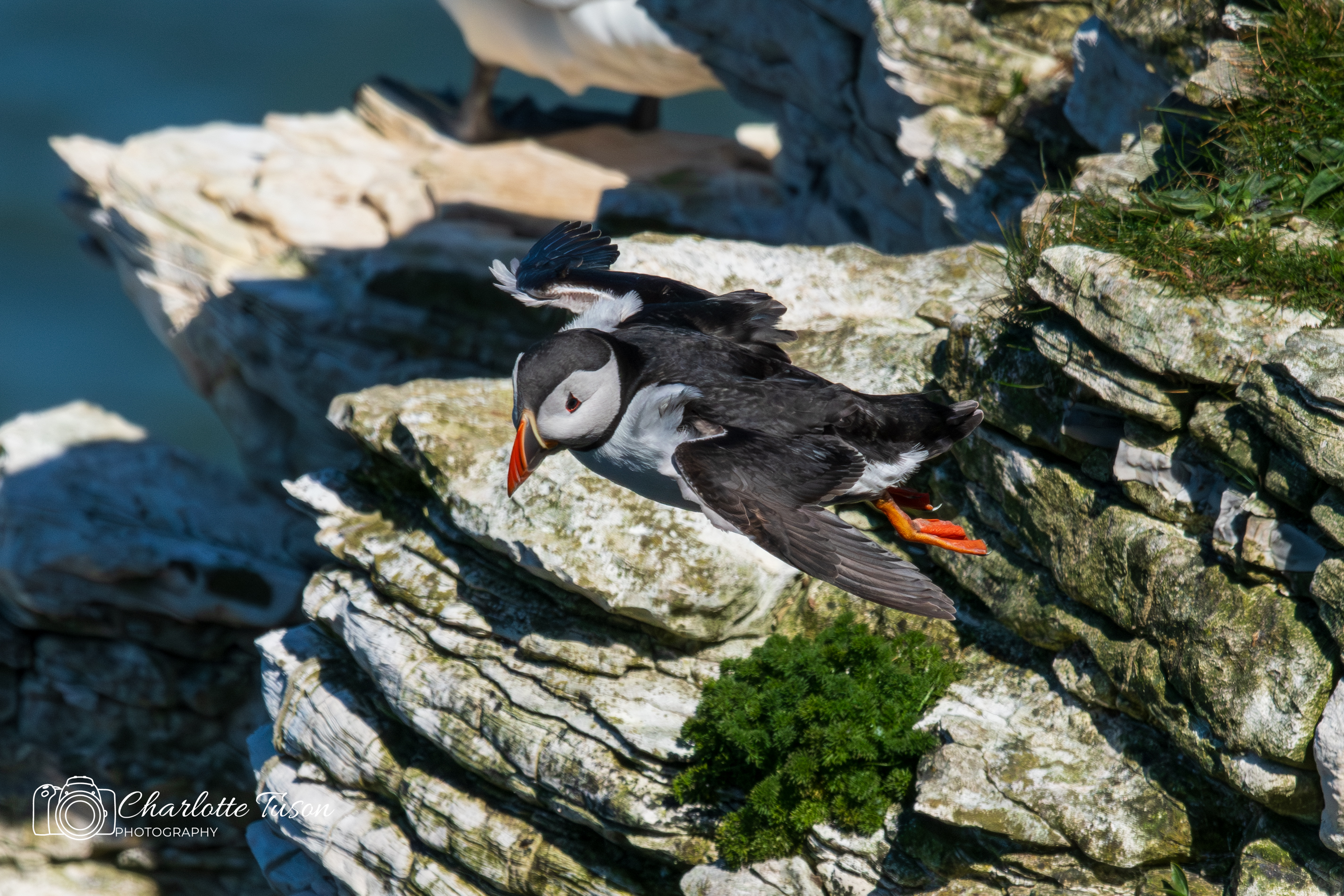 Atlantic Puffin