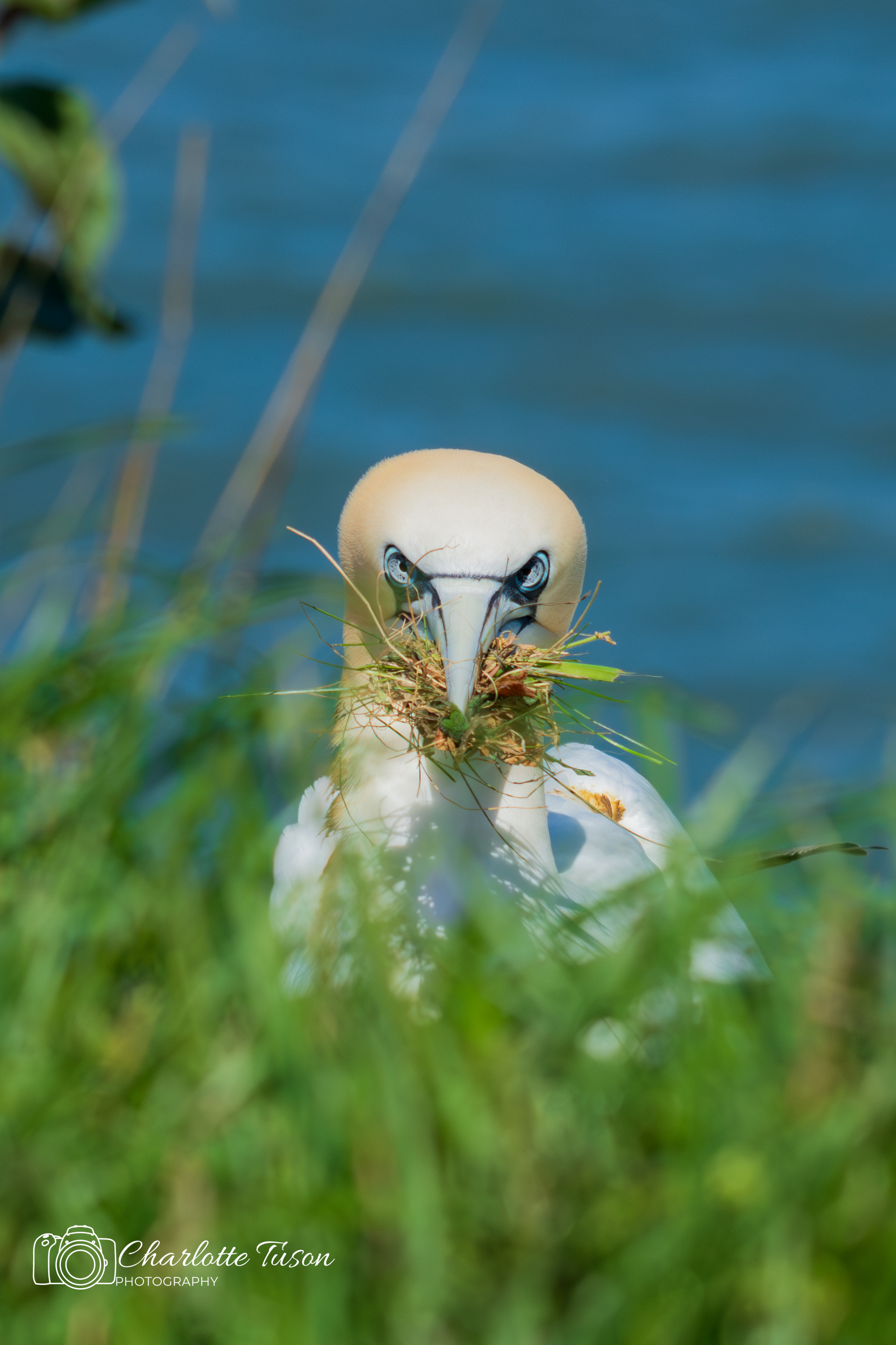 Northern Gannet