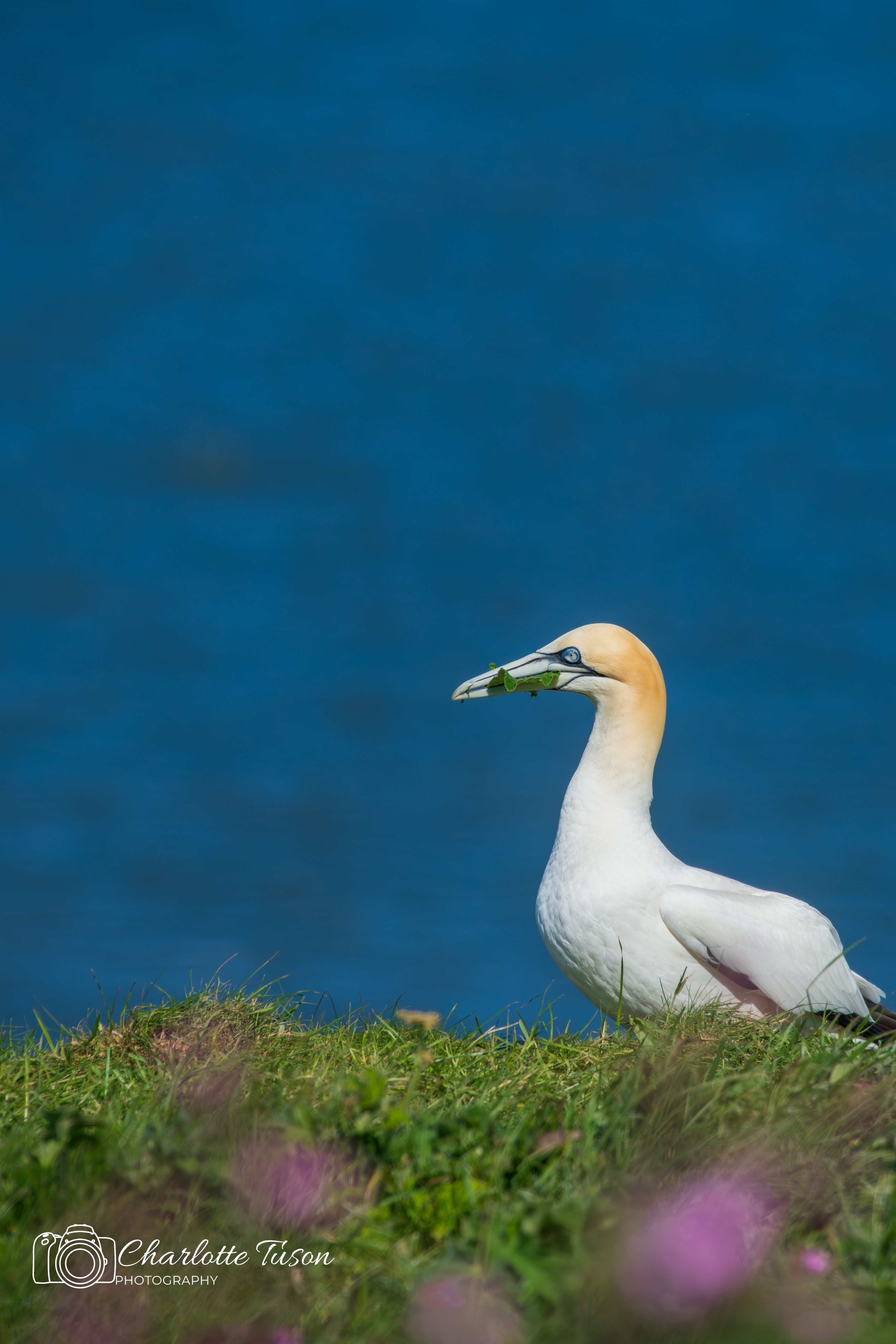 Northern Gannet